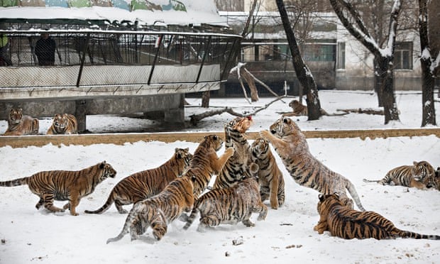 china tiger park