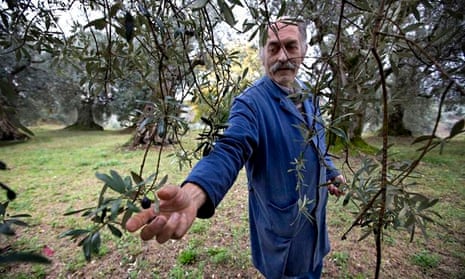 An Italian olive oil producer