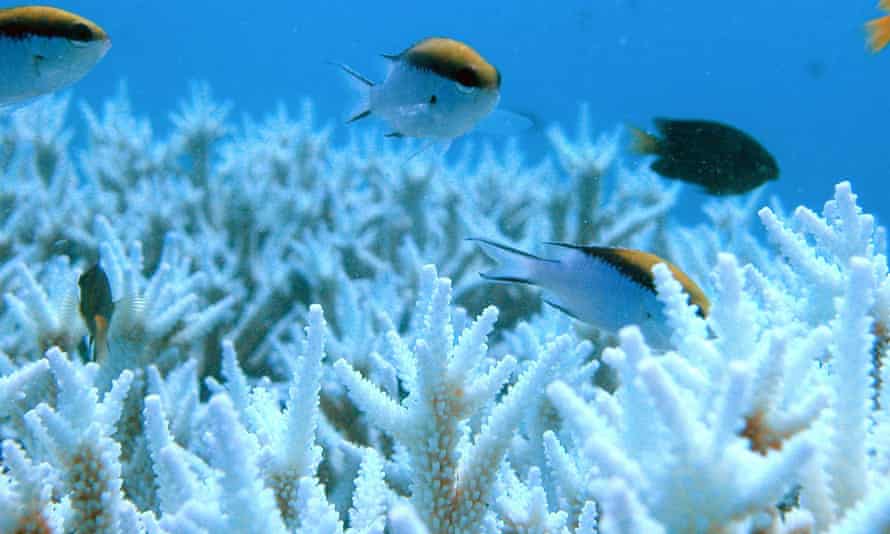 Annastacia Palaszczuk Unclear On How To Stop Barrier Reef Dredge Spoil Dump Queensland Election 15 The Guardian Annastacia Palaszczuk Unclear On How To Stop Barrier Reef Dredge Spoil Dump Queensland Election 15 The Guardian