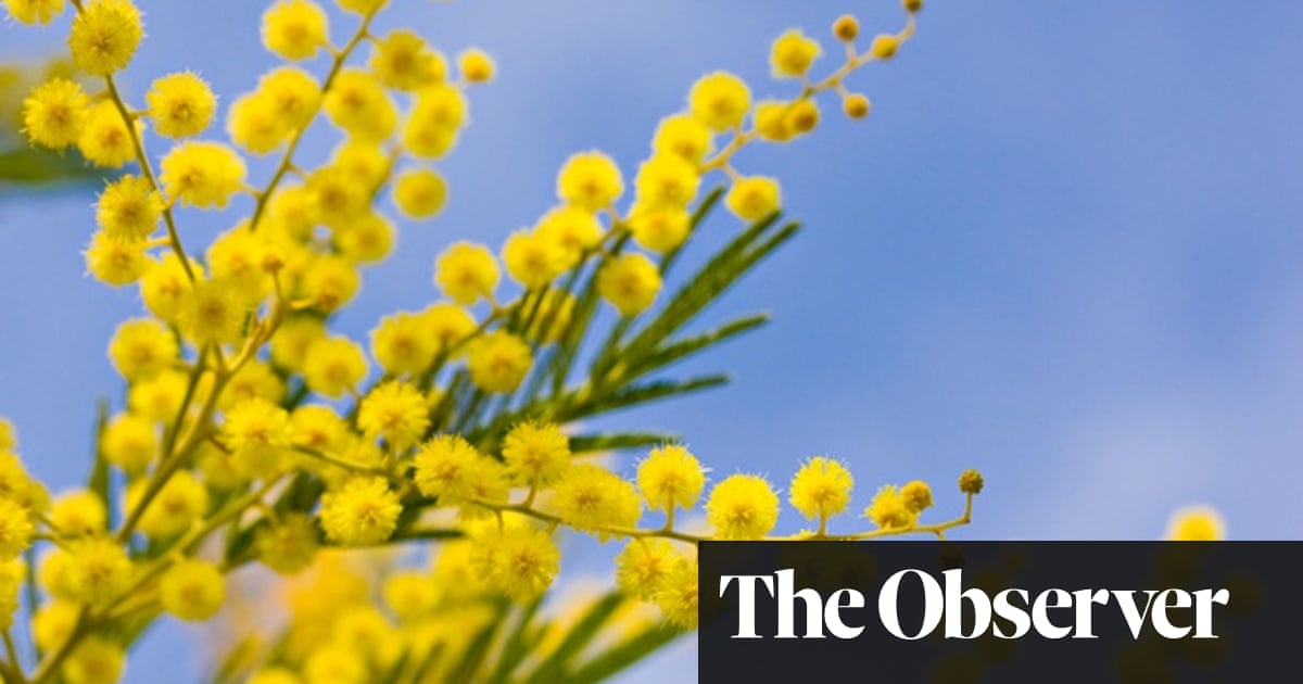 Gardens Winter Lights Dan Pearson Life And Style The Guardian