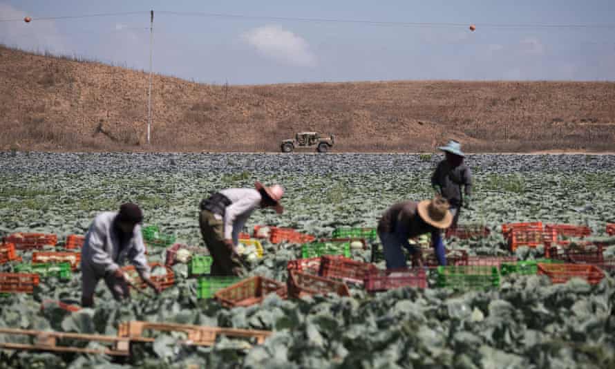 Thai workers seen working the fields by Israeli militery on July 16, 2014 at the Israeli-Gaza border.