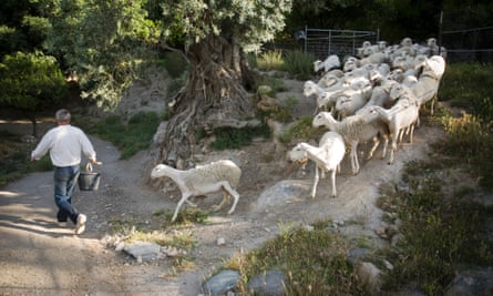 Seen and herd: author Chris Steward with sheep in the Alpujarras.