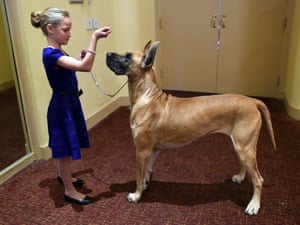 New York, US Emma Rogers, 11, from Columbus, New Jersey, and her Great Dane called Joy attend the 139th Annual Westminster Kennel Club Dog Show press conference