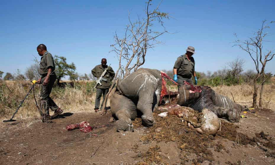 A ranger looks on after performing a post mortem on the carcass of a rhino killed for its horn by poachers in South Africa's Kruger National Park in this August 27, 2014 file photo. From South Sudan, where conservationists say elephants are being slain by both government forces and rebels, to South Africa, where more than three rhinos are poached every day, there is an arc of illegal animal slaughter across the region.