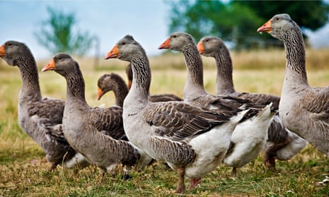 Geese used for foie gras in France
