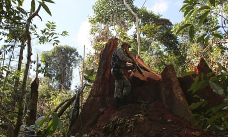 A police officer inspects a tree illegally felled in the Amazon rainforest in Jamanxim National Park near the city of Novo Progresso, Para State.