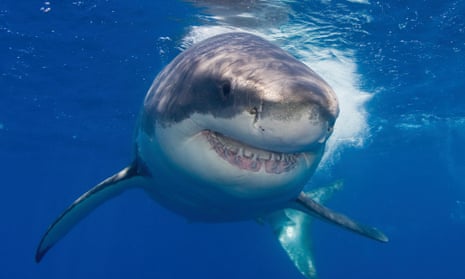 WA's 'serious threat' shark policy could kill more than drumlines did, say  Greens, Sharks