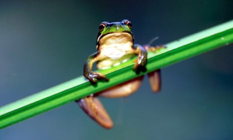 Golden Bell frog