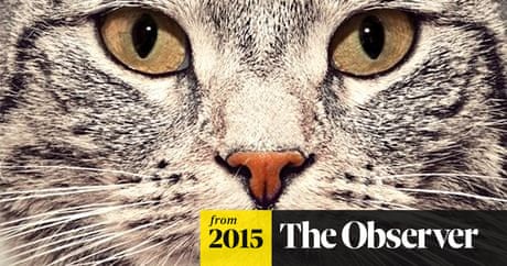 Cat Genes Could Hold Vital Clues To Treatments For Human Diseases Animals The Guardian Cat Genes Could Hold Vital Clues To Treatments For Human Diseases Animals The Guardian