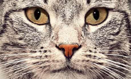Tabby cat face close up portrait. Looking straight at the camera