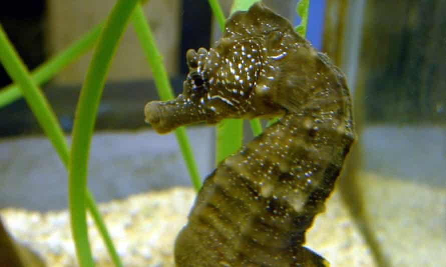 The male short-snouted sea horse, was found by a fisherman trawling in shallow water off Leigh-on-Sea in the Thames estuary, Essex, in 2004.