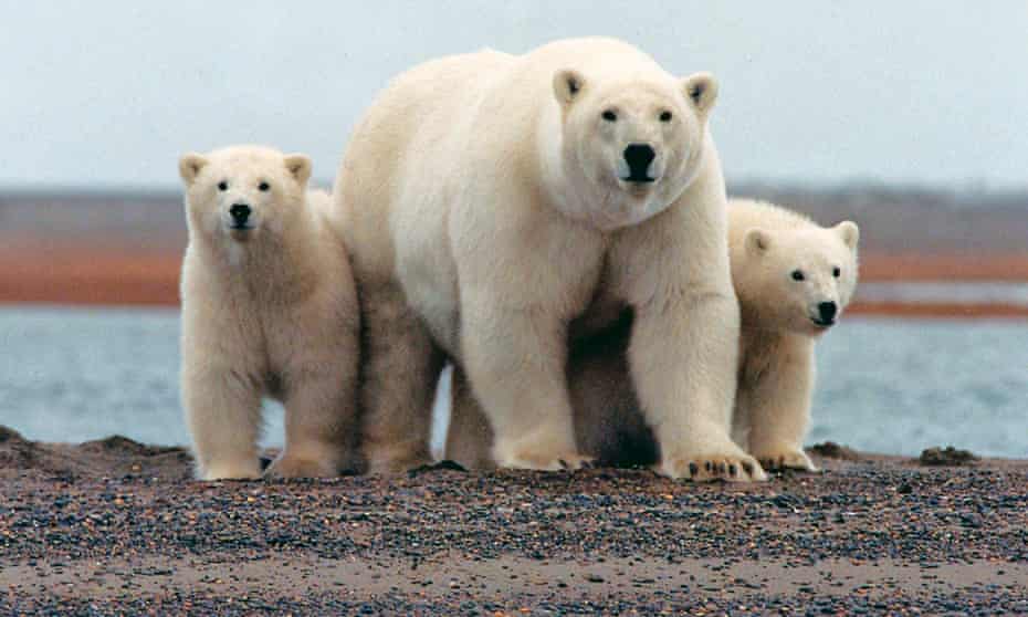 Polar bears, Alaska