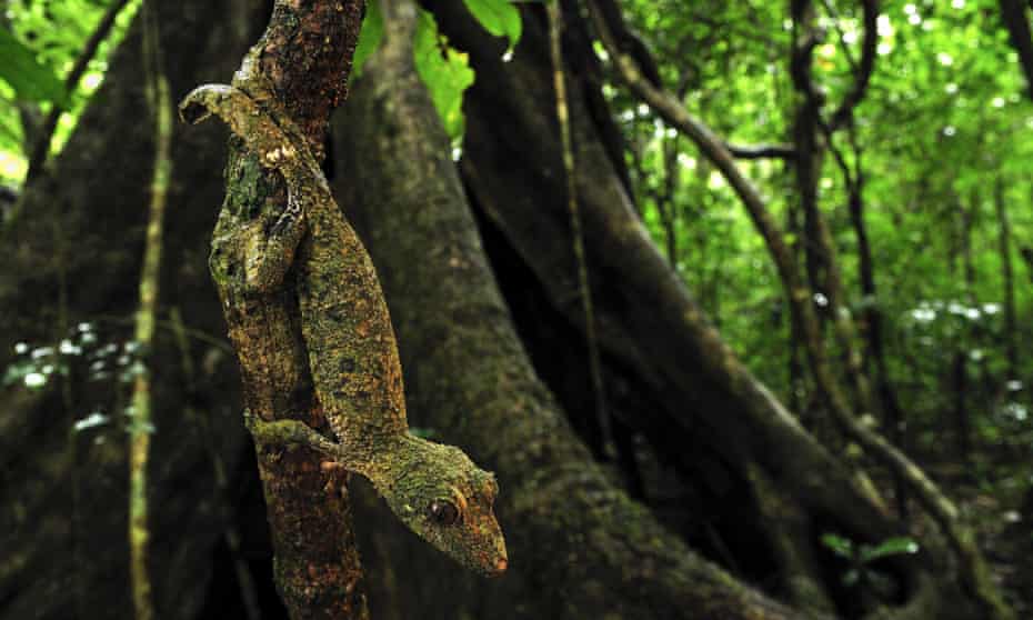 25 Feb 2009, Madagascar --- Leaf-tailed Gecko (Uroplatus sikorae) on buttress root, Montagne D'Ambre National Park, Madagascar