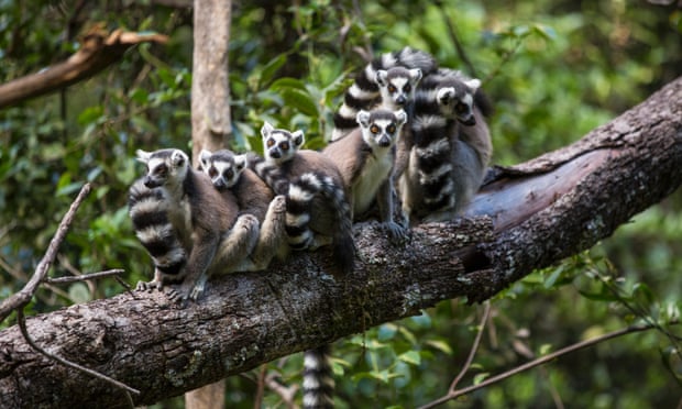 31 Mar 2013, Isalo National Park, Madagascar --- Madagascar, Isalo National Park, Ring-Tailed Lemur (Lemur catta) gathered on branch in forest in Ihorombe Region