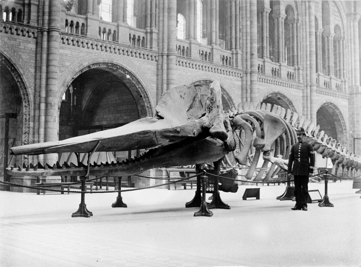Guardian Jobs Natural History Museum Guardian Jobs Natural History Museum