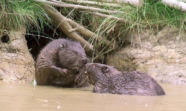 Undated Kent Wildlife handout photo of beavers in Kent as the beavers which vanished from the UK's shores hundreds of years ago, could be making a comeback across Britain,  January 2, 2015.