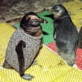 An oil-soaked penguin wears a sweater whilst housed in a ware-house in Salt River, in Cape Town.