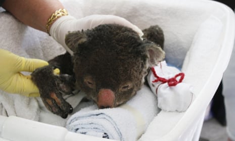 burned koala mittens