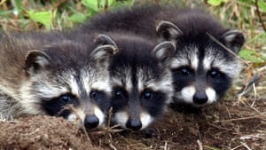 three raccoons huddled together