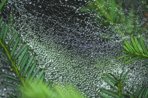 morning dew on a spider web