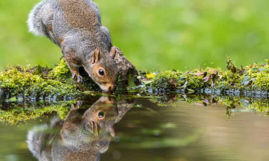 Grey Squirrel (Sciurus carolinensis) sat at edge of a mossy pond drinking with mirror reflection