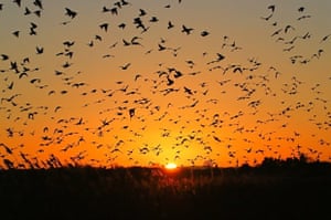 starlings flying towards an orange sunset