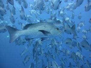 a shoal of snappers in the red sea