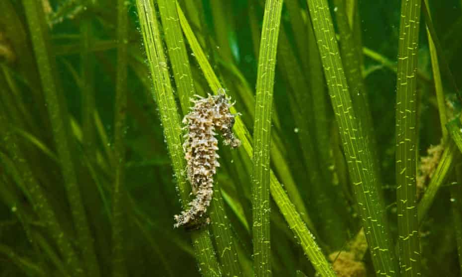 Undated handout photo issued by Natural England of a small spiny seahorse (Hippocampus guttulatus) in a seagrass bed (Zostera marina) which is one of the many species that could be seen whilst diving using the new interactive marine map launched by the Marine Conservation Zones Project, August 10, 2010.