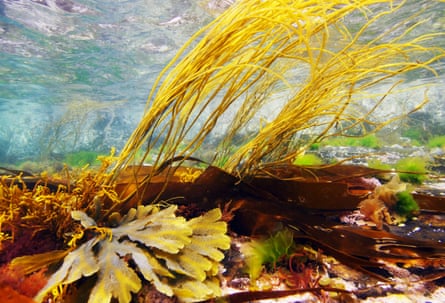 Seaweed underwater at Sennen in Cornwall, 13th July 2013
