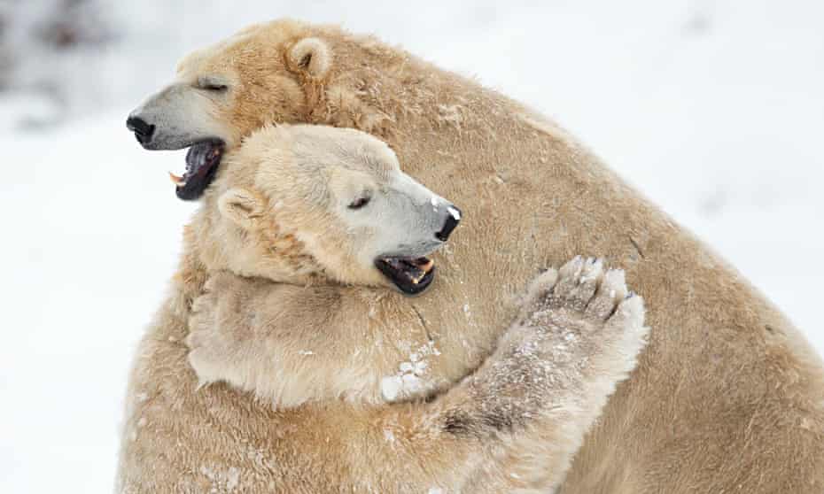 Scottish Polar Bears