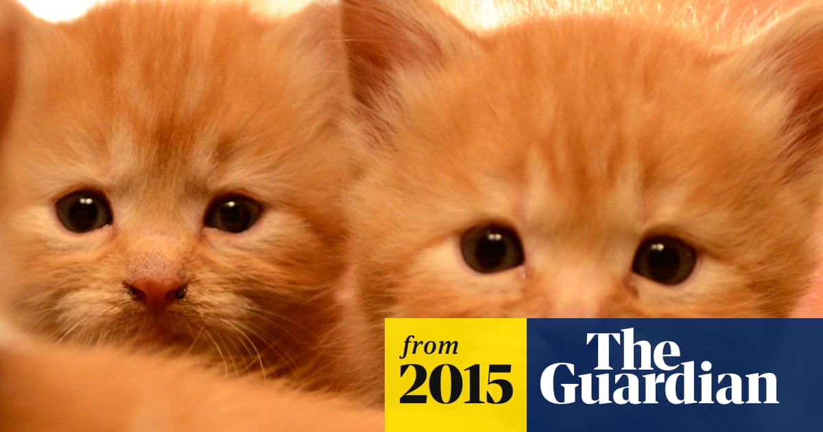 Featured image of post Show Me Pictures Of Cute Kittens Pics of the cutest kittens lots of purebred kitten photos cutest kitten pictures and photos of adorable kittens