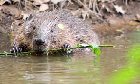 A beaver swimming in a river