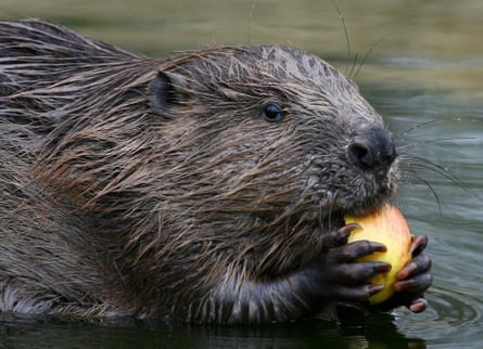 A beaver eating an apple