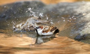 New York, USA A House Sparrow bathes in a shallow pool in Manhattan,