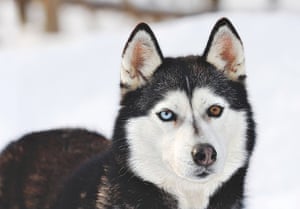 husky