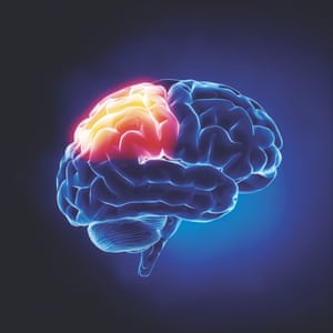 Brain