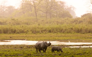 One horned rhino in Kaziranga National Park