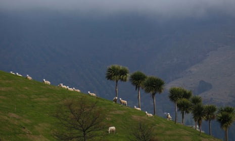 Sheep graze on a hill in Purakaunui, near Dunedin.