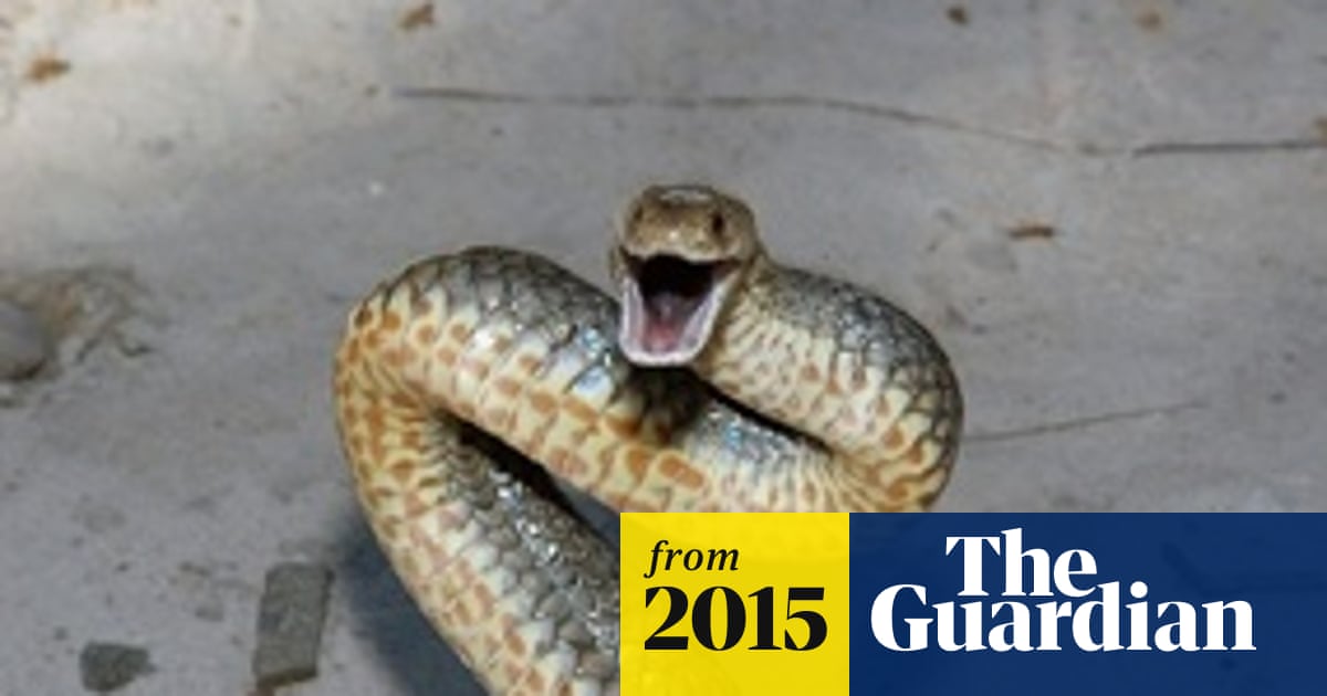 Deadly Brown Snake Emerges From Surf Causing Alarm To Nsw