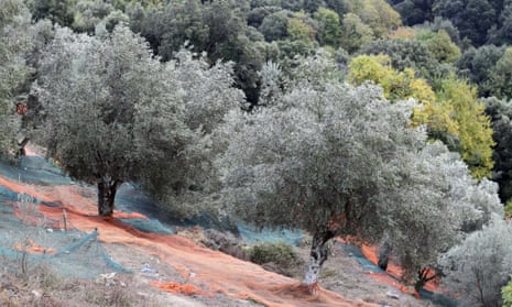 A picture taken on November 4, 2014, shows olive trees in Sainte-Lucie-de-Tallano in the French Mediterranean island of Corsica. Corsica is on alert to protect olive trees against a killer bacteria coming from Italy, the Xylella fastidiosa, which has already wreaked havoc in the Italian region Apulia (Puglia) and threatens the entire Mediterranean orchard.