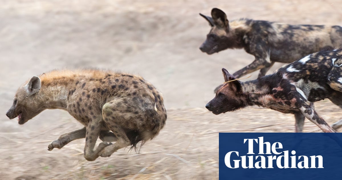 How zoology has been transformed by mobile technology | Zoology | The Guardian How zoology has been transformed by mobile technology | Zoology | The Guardian