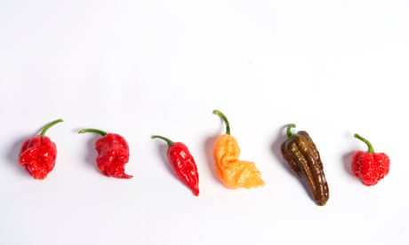 Man Eats World S Hottest Chilli Pepper And Ends Up In Hospital Science The Guardian Man Eats World S Hottest Chilli Pepper And Ends Up In Hospital Science The Guardian