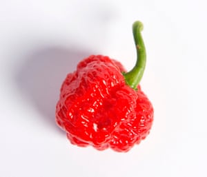scoville scale the chillies in the world in pictures world s pepper chart
