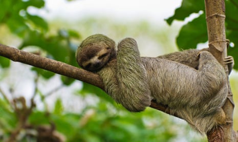 A sloth takes it easy.