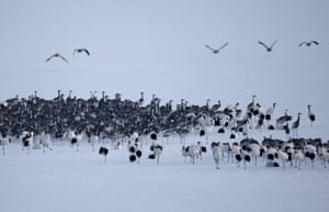 epa04549363 A group of White-naped Cranes in Cheorwon-gun county near the demilitarized zone (DMZ) in Gangwon province, South Korea, 07 January 2015. The Demilitarized Zone (DMZ) between North and South Korea has become a nearly untouched nature refuge.