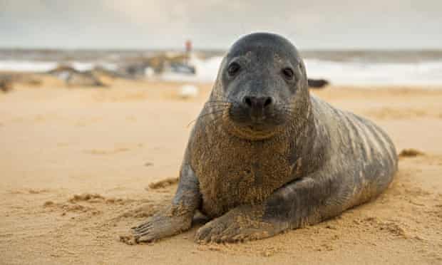 Seal Cottage Horsey Norfolk Seal Cottage Horsey Norfolk