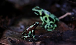 Green and black poison dart frogs (Dendrobates auratus), which are part of the new "Land of Frogs" permanent exhibition at the Gamboa Rainforest Hotel on the outskirts of Panama City, January 7, 2015.