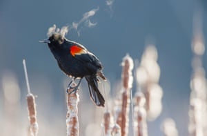 As the sun rises to start a new day, this little bird looks like he's having a morning smoke - but the steam is just his breath in the cold air.  Temperatures are below freezing as the stunning red-winged blackbird sits on a plant in a field, taking in his surroundings.  The little bird's warm breath floats out of his beak, only to vanish into thin air moments later.  These spectacular pictures were taken by professional nature photographer, Ian Plant.  Ian, 42, braved the below freezing temperatures at sunrise and visited a freshwater marsh in Virginia, USA, to snap these pictures.