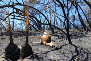 A deer lays dead after a bushfire moved through the area near One Tree Hill in the Adelaide Hills on January 5, 2015. Firefighters raced January 5 to contain a major blaze before the forecast return of strong winds and a heatwave, following the loss of 26 homes in the worst bushfire conditions in South Australia for three decades.
