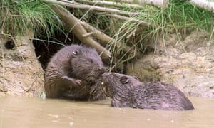 Undated Kent Wildlife handout photo of beavers in Kent as the beavers which vanished from the UK's shores hundreds of years ago, could be making a comeback across Britain, January 2, 2015. Wildlife groups back the return of the aquatic mammals, which manage the landscape by cutting down trees and damning rivers, for the benefit they can provide in preventing flooding, maintaining water quality and boosting other wildlife. But farmers and anglers have raised concerns that they can damage the landscape and fish migration routes, and conservation efforts should be focused on the UK's existing wildlife. Despite the concerns it appears that the beaver, which was hunted to extinction by the 16th century, could once again become a permanent feature of waterways in England, Scotland and Wales, as they have across Europe.